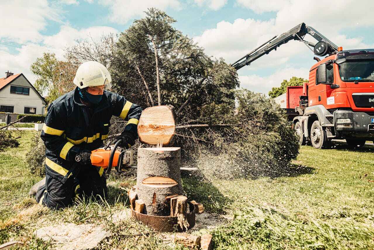 Best Local Tree Services  in Conway, FL